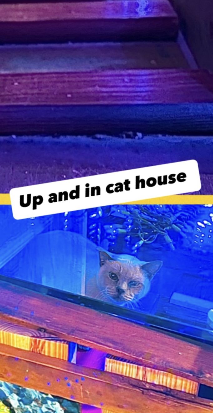 Cat ramps, houses, play space etc!