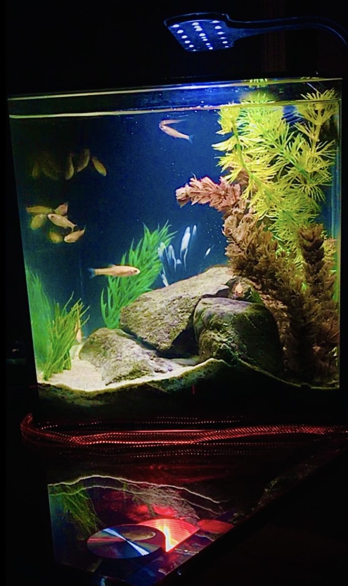 Aquarium Division